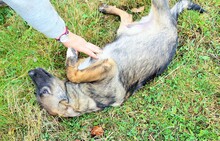 HARRY, Hund, Mischlingshund in Rumänien - Bild 12