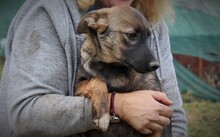 HARRY, Hund, Mischlingshund in Rumänien - Bild 14