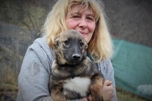 HARRY, Hund, Mischlingshund in Rumänien - Bild 15