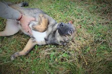 HARRY, Hund, Mischlingshund in Rumänien - Bild 16