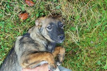 HARRY, Hund, Mischlingshund in Rumänien - Bild 17