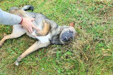 HARRY, Hund, Mischlingshund in Rumänien - Bild 18