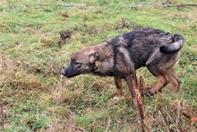 HARRY, Hund, Mischlingshund in Rumänien - Bild 19