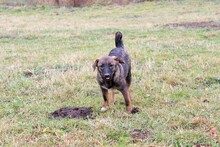 HARRY, Hund, Mischlingshund in Rumänien - Bild 2