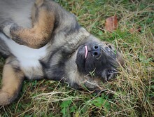 HARRY, Hund, Mischlingshund in Rumänien - Bild 20
