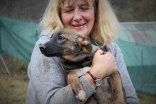 HARRY, Hund, Mischlingshund in Rumänien - Bild 21