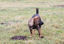 HARRY, Hund, Mischlingshund in Rumänien - Bild 3