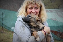 HARRY, Hund, Mischlingshund in Rumänien - Bild 4