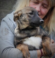 HARRY, Hund, Mischlingshund in Rumänien - Bild 5