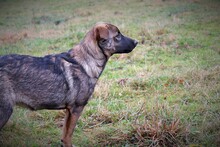 HARRY, Hund, Mischlingshund in Rumänien - Bild 6