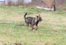 HARRY, Hund, Mischlingshund in Rumänien - Bild 7