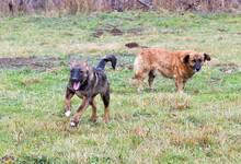 HARRY, Hund, Mischlingshund in Rumänien - Bild 8