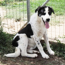 PRINS, Hund, Herdenschutzhund-Mix in Griechenland - Bild 1