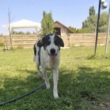 PRINS, Hund, Herdenschutzhund-Mix in Griechenland - Bild 2