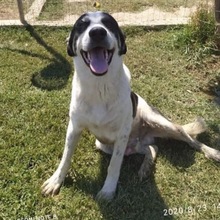 PRINS, Hund, Herdenschutzhund-Mix in Griechenland - Bild 5