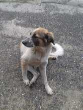FLORA, Hund, Mischlingshund in Italien - Bild 4