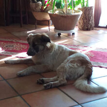 FLORA, Hund, Mischlingshund in Italien - Bild 8