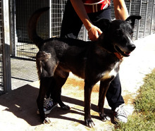 ZORRO, Hund, Mischlingshund in Italien - Bild 1