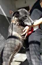 ZORRO, Hund, Mischlingshund in Italien - Bild 4