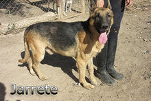 JARRETE, Hund, Deutscher Schäferhund in Spanien - Bild 1