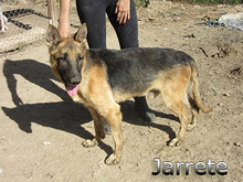 JARRETE, Hund, Deutscher Schäferhund in Spanien - Bild 2