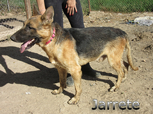 JARRETE, Hund, Deutscher Schäferhund in Spanien - Bild 3