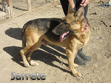 JARRETE, Hund, Deutscher Schäferhund in Spanien - Bild 4