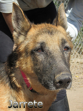 JARRETE, Hund, Deutscher Schäferhund in Spanien - Bild 5