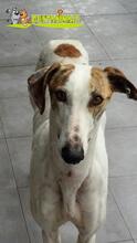 PELAYO, Hund, Galgo Español in Spanien - Bild 1