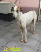 PELAYO, Hund, Galgo Español in Spanien - Bild 2