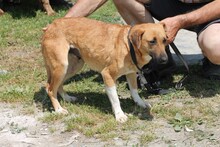 AYMY, Hund, Foxterrier-Mix in Rumänien - Bild 2