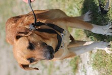 AYMY, Hund, Foxterrier-Mix in Rumänien - Bild 3