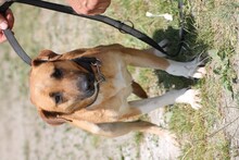 AYMY, Hund, Foxterrier-Mix in Rumänien - Bild 4