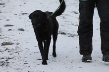 PEPSI, Hund, Labrador-Mix in Lohra-Reimershausen - Bild 3
