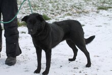 PEPSI, Hund, Labrador-Mix in Lohra-Reimershausen - Bild 4