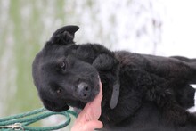 PEPSI, Hund, Labrador-Mix in Lohra-Reimershausen - Bild 5