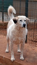 ABBYLEE, Hund, Mischlingshund in Griechenland - Bild 1