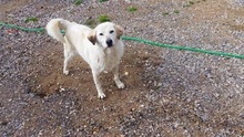 ABBYLEE, Hund, Mischlingshund in Griechenland - Bild 16