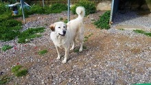 ABBYLEE, Hund, Mischlingshund in Griechenland - Bild 17