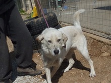 ABBYLEE, Hund, Mischlingshund in Griechenland - Bild 18