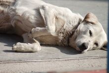 ABBYLEE, Hund, Mischlingshund in Griechenland - Bild 22