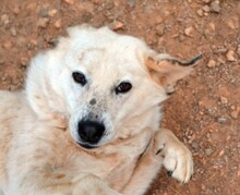 ABBYLEE, Hund, Mischlingshund in Griechenland - Bild 23