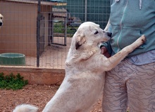 ABBYLEE, Hund, Mischlingshund in Griechenland - Bild 3