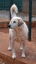 ABBYLEE, Hund, Mischlingshund in Griechenland - Bild 4