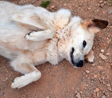 ABBYLEE, Hund, Mischlingshund in Griechenland - Bild 6