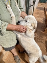 ABBYLEE, Hund, Mischlingshund in Griechenland - Bild 9
