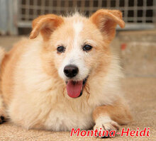 MONTINAHEIDI, Hund, Mischlingshund in Italien - Bild 1