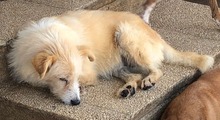 MONTINAHEIDI, Hund, Mischlingshund in Italien - Bild 11
