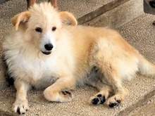 MONTINAHEIDI, Hund, Mischlingshund in Italien - Bild 6