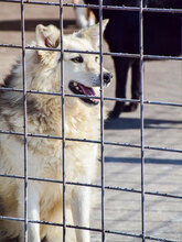 HUSKY, Hund, Mischlingshund in Aspisheim - Bild 9